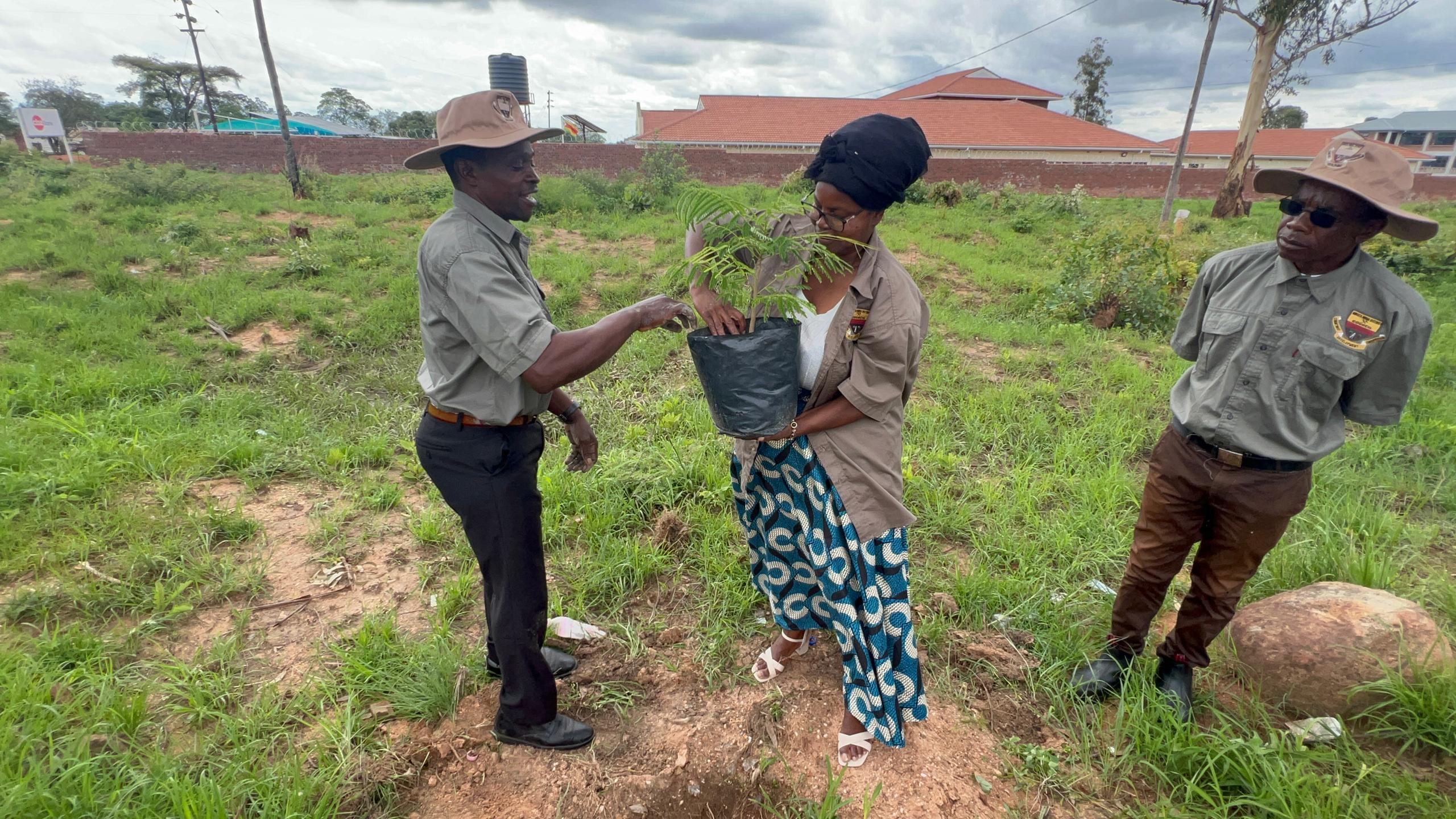 Tree Planting Activity